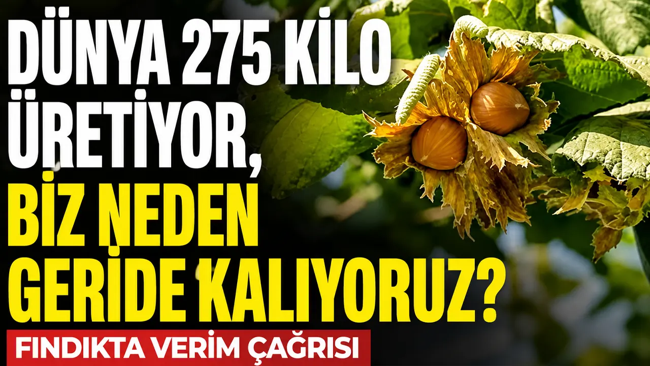 Dünya 275 kilo üretiyor, biz neden geride kalıyoruz? Fındıkta verim çağrısı