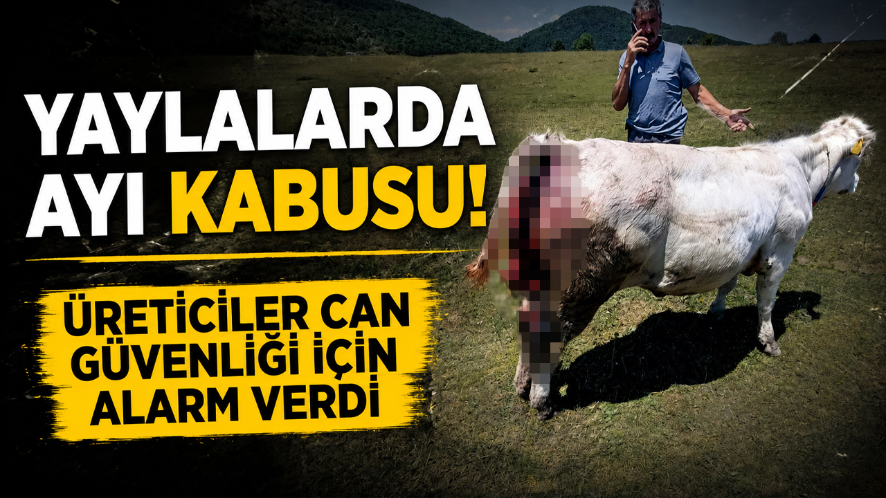 Yaylalarda ayı kabusu! Üreticiler can güvenliği için alarm verdi
