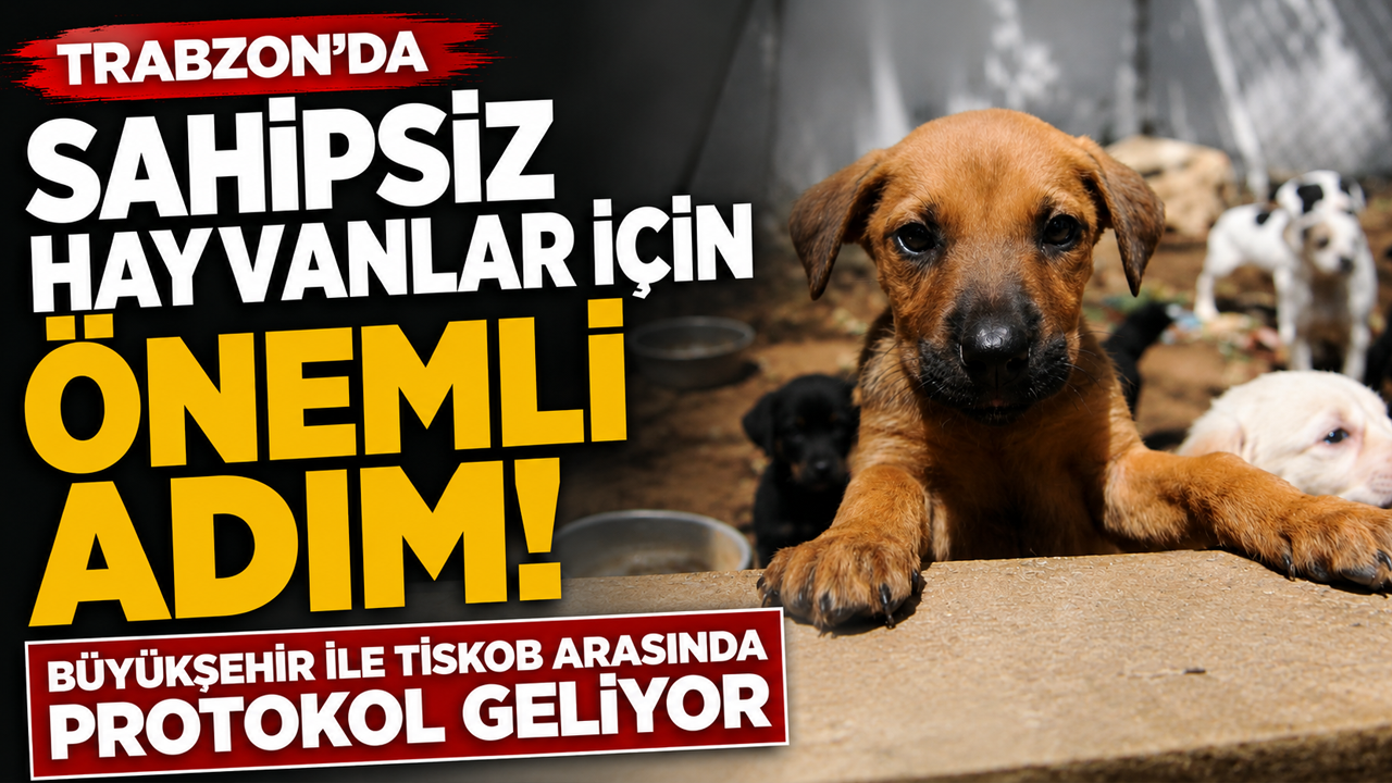 Trabzon’da sahipsiz hayvanlar için önemli adım! Büyükşehir ile TİSKOB arasında protokol geliyor
