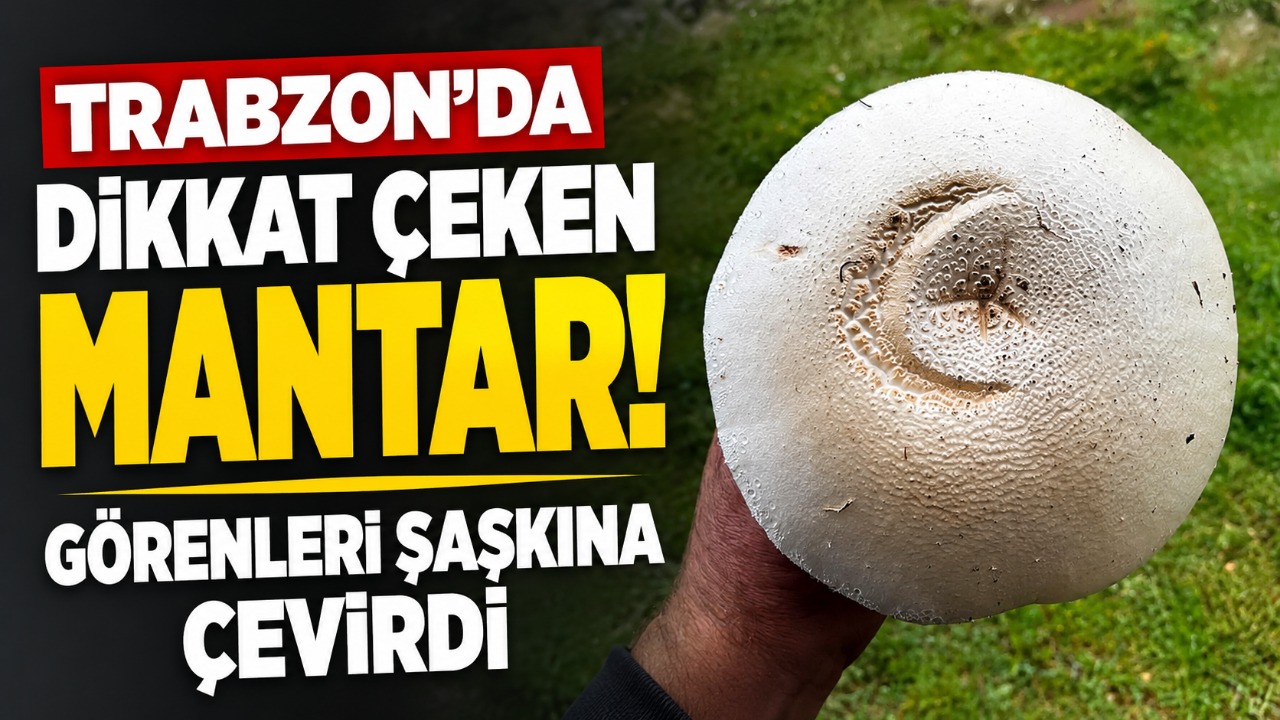Trabzon'da dikkat çeken mantar! Görenleri şaşkına çevirdi
