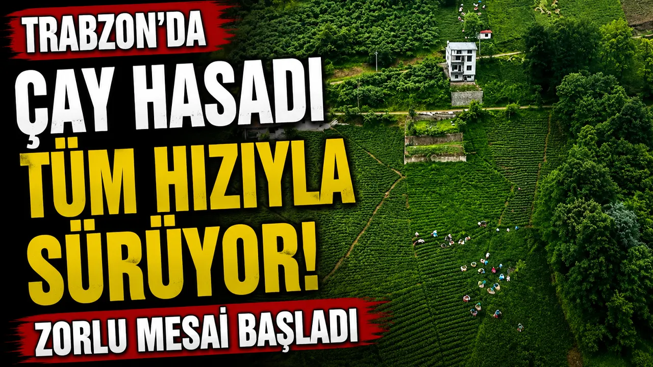 Trabzon'da çay hasadı tüm hızıyla sürüyor! Zorlu mesai başladı
