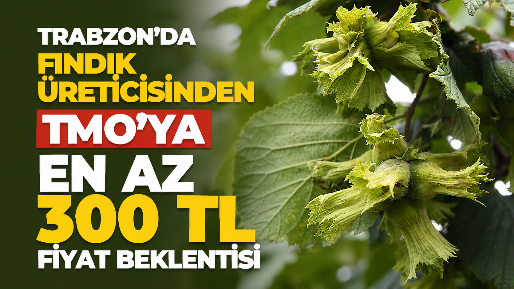 Trabzon’da fındık üreticisinden TMO’ya en az 300 TL fiyat beklentisi