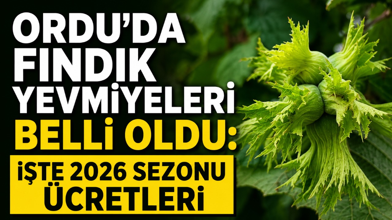 Ordu'da fındık yevmiyeleri belli oldu: İşte 2026 sezonu ücretleri