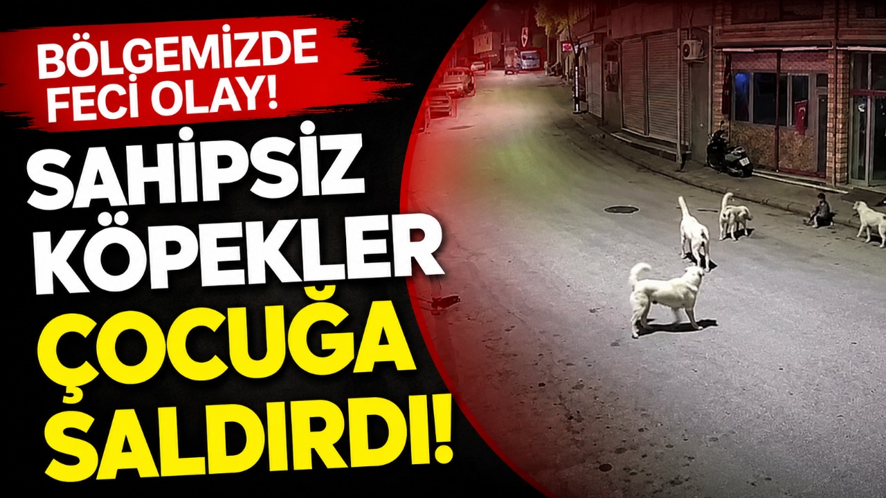 Bölgemizde feci olay! Sahipsiz köpekler çocuğa saldırdı