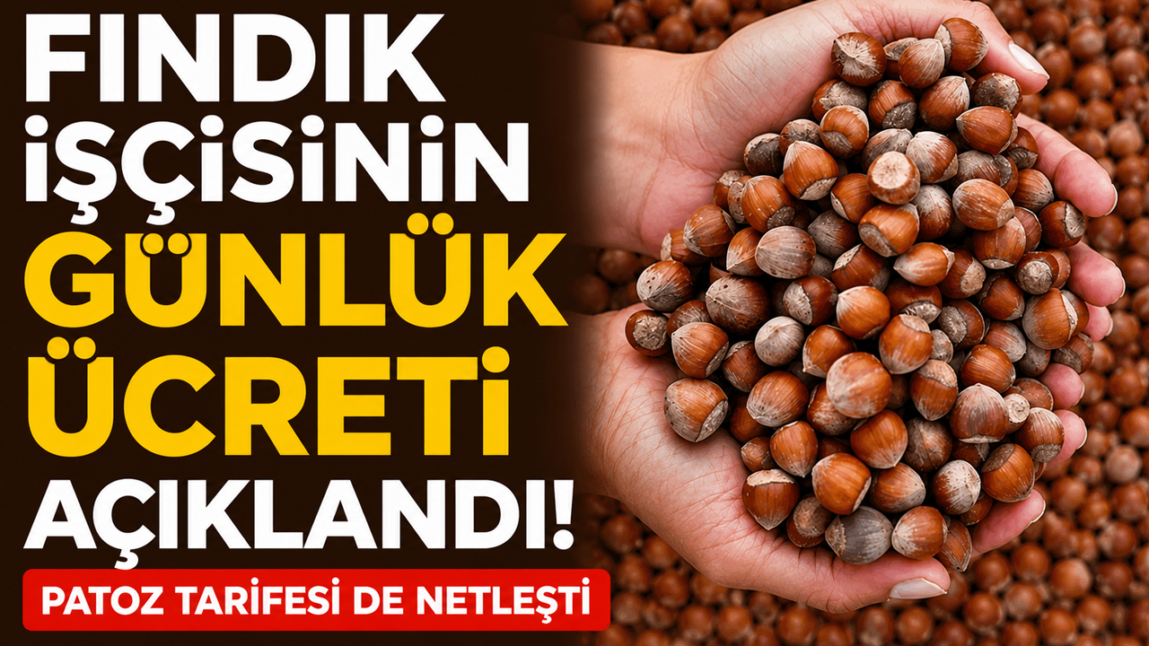 Fındık işçisinin günlük ücreti açıklandı! Patoz tarifesi de netleşti