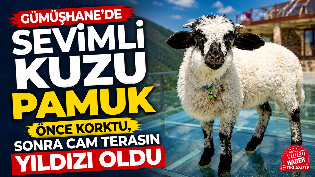 Gümüşhane'de sevimli kuzu Pamuk önce korktu, sonra cam terasın yıldızı oldu