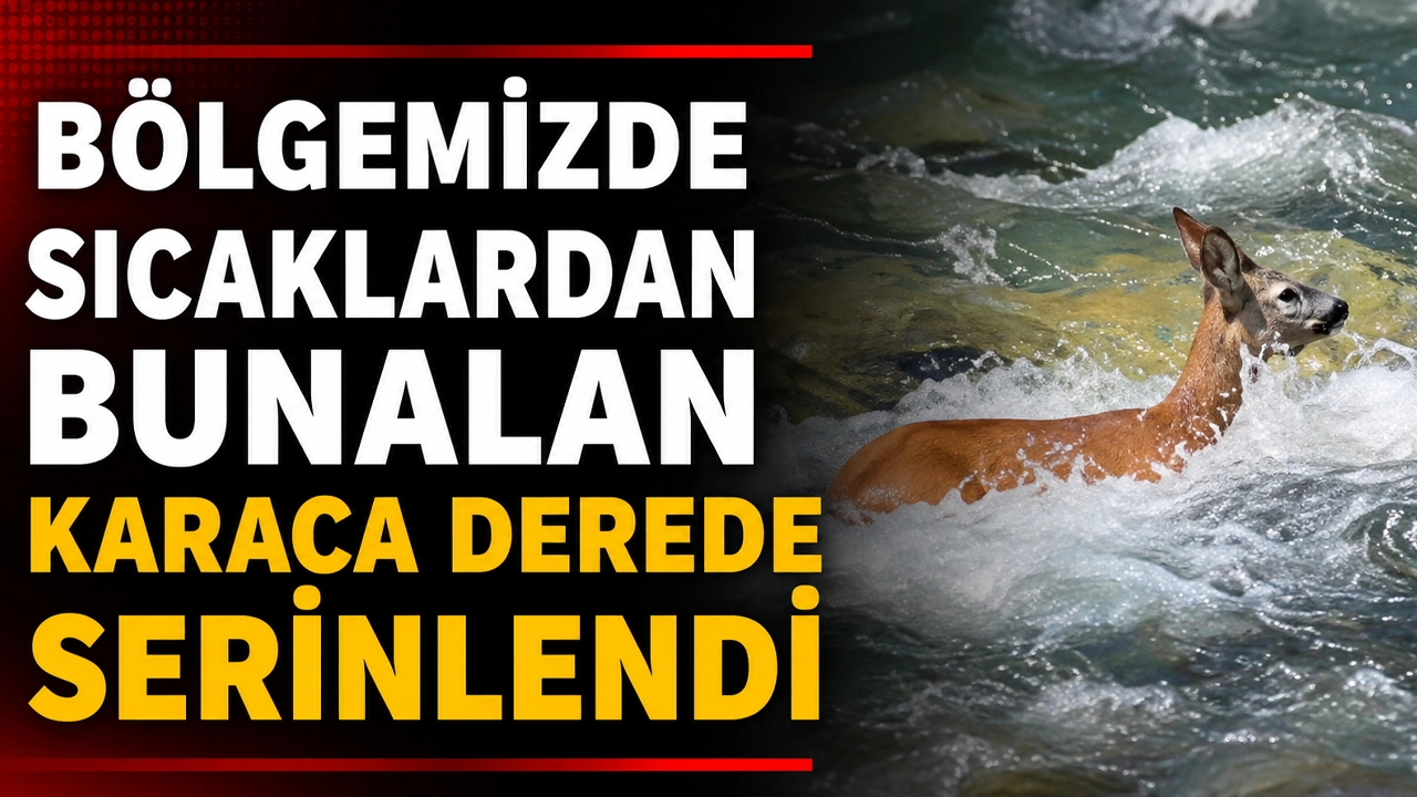 Rize'de sıcaklardan bunalan karaca Fırtına Deresi'nde serinledi