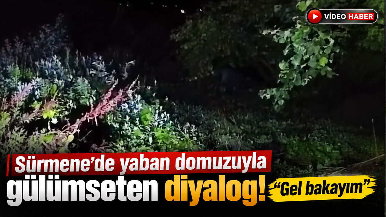 Sürmene'de yaban domuzuyla gülümseten diyalog!