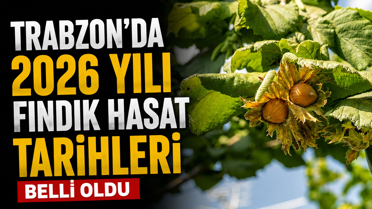 Trabzon'da 2026 yılı fındık hasat tarihleri belli oldu