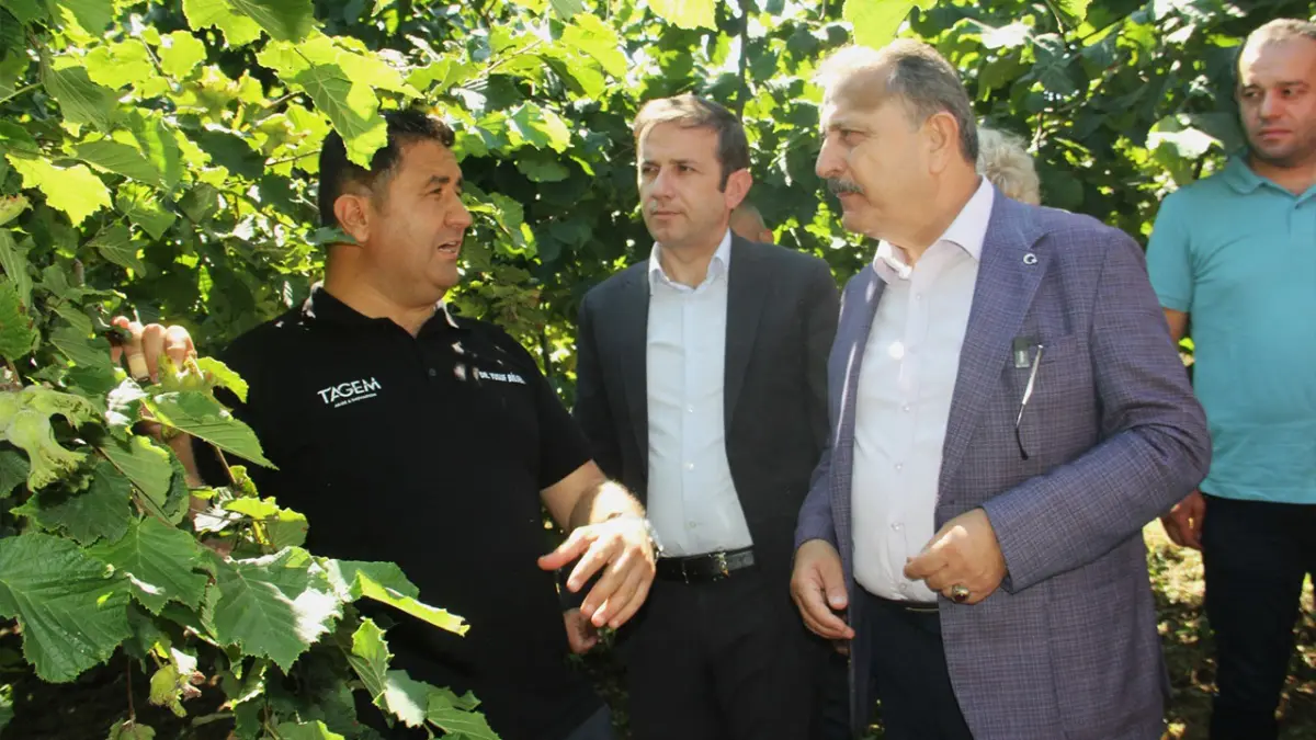 10 yıllık araştırma tamamlandı: Trabzon’da fındıkta verimli çeşit belirlendi