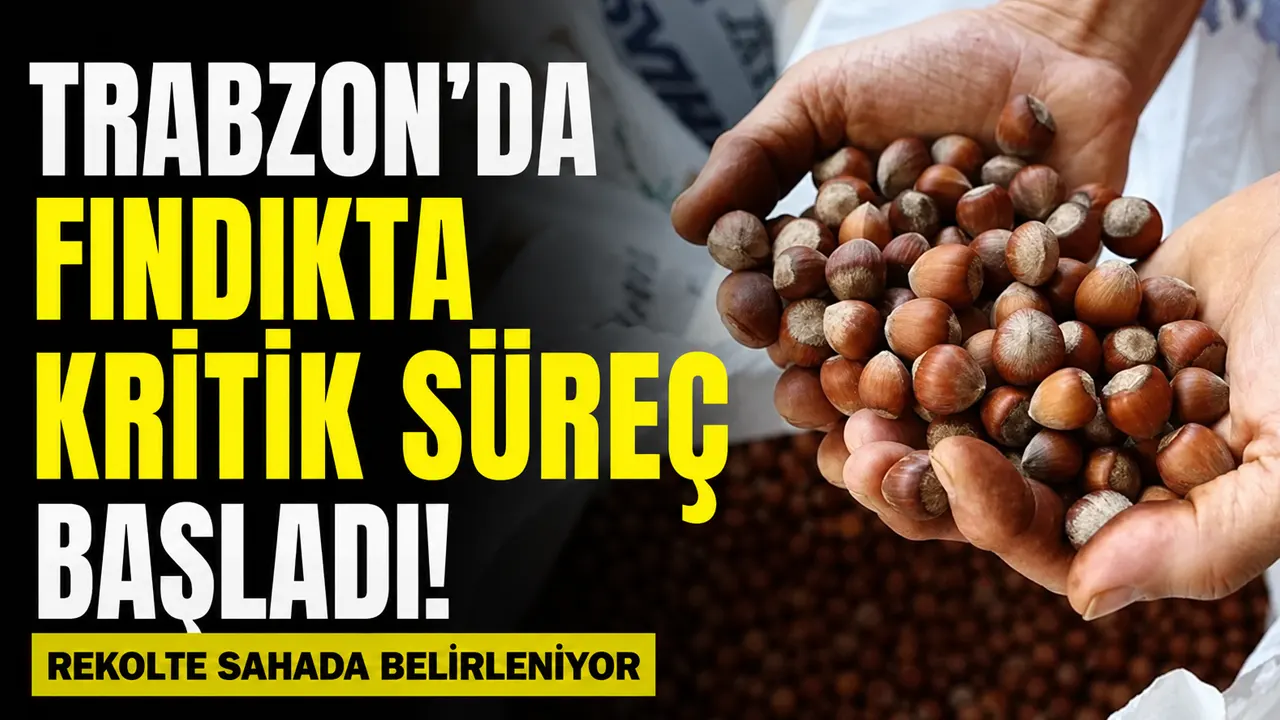 2026 fındık rekoltesi için Trabzon’da sayım mesaisi