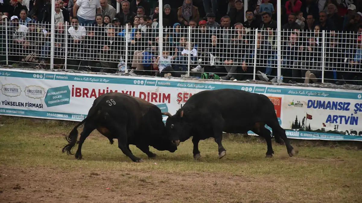 Artvin Kafkasör Festivali boğa güreşleriyle sona erdi
