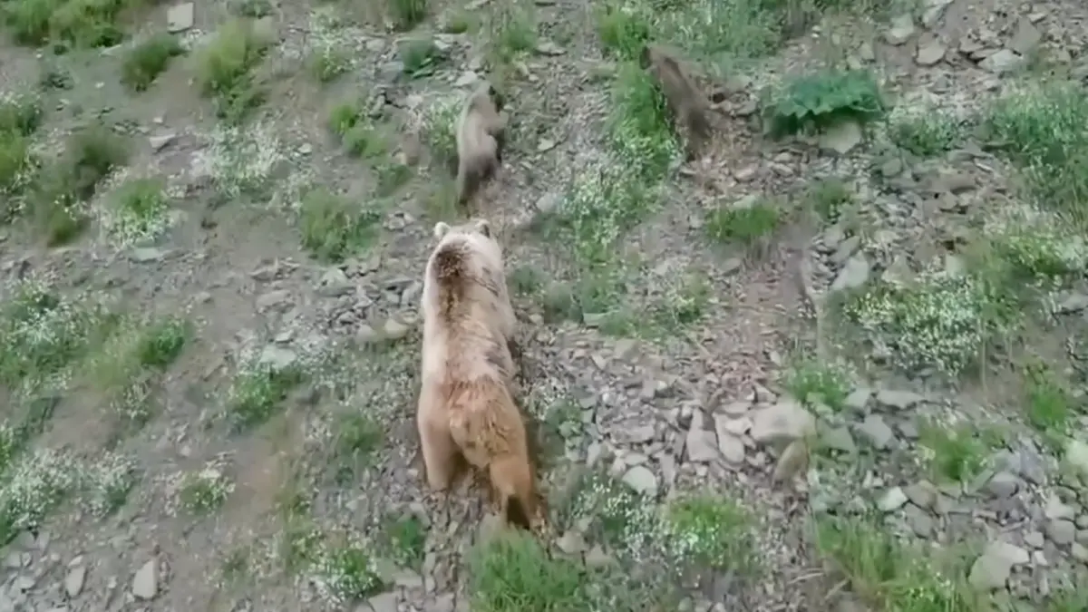 Artvin'de anne bozayı ve yavruları köy yakınında görüntülendi
