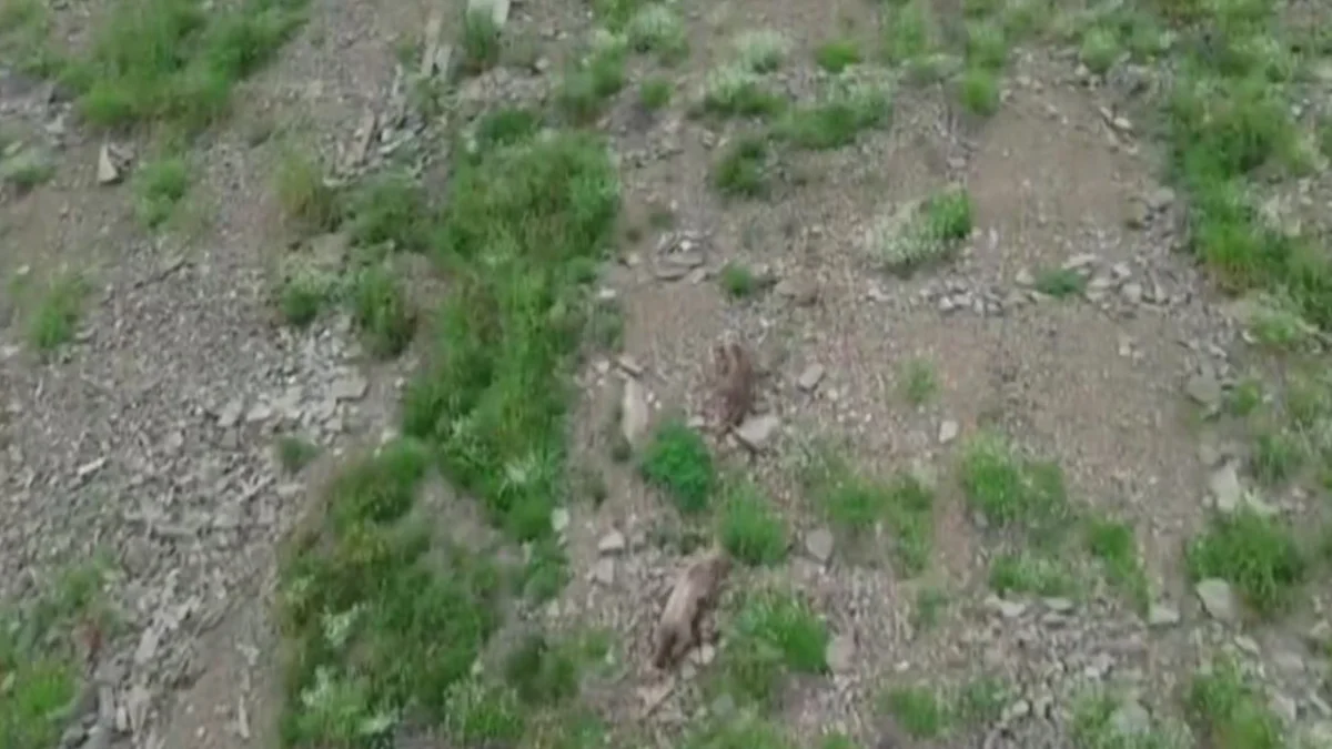 Artvin'de dronu fark eden ayı böyle kaçtı! O anlar kamerada