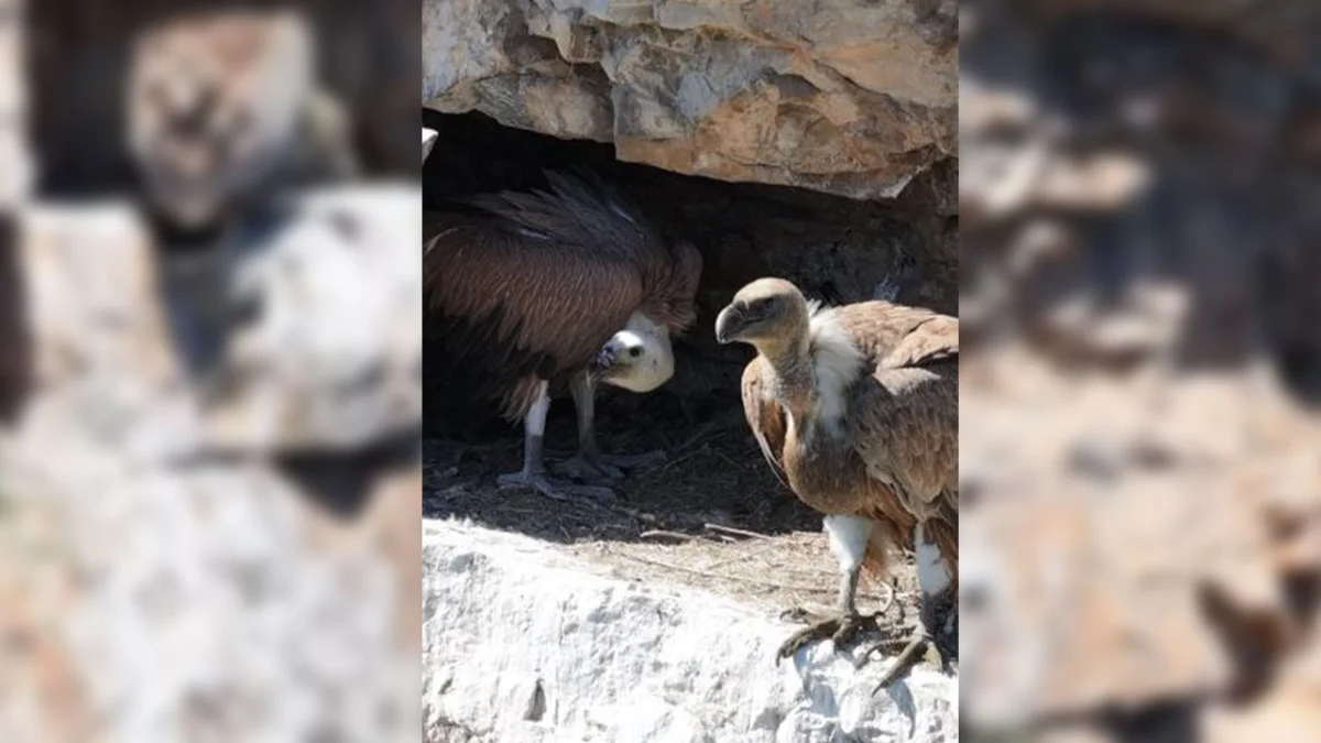 Artvin'de kızıl akbabaların yavrularını beslediği anlar görüntülendi