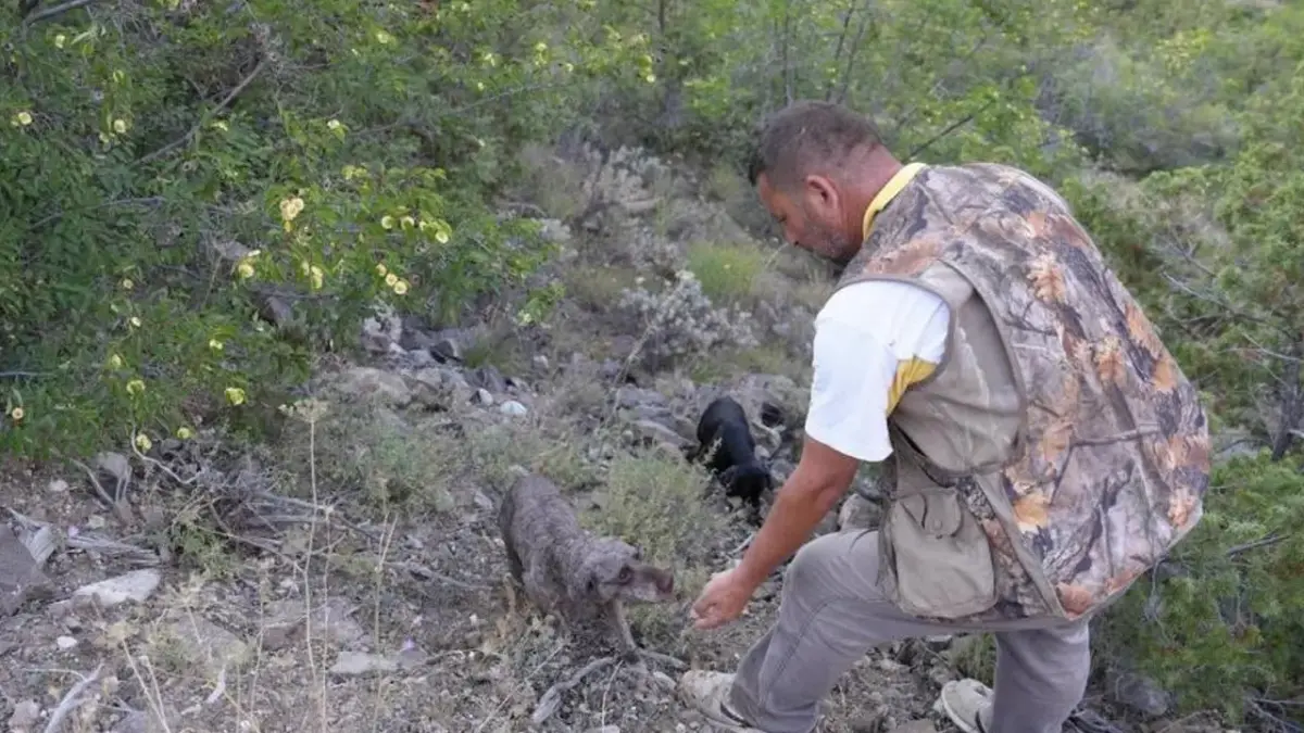Artvin'de trüf mantarı eğitimi! Köpeklerle uygulamalı eğitim verildi