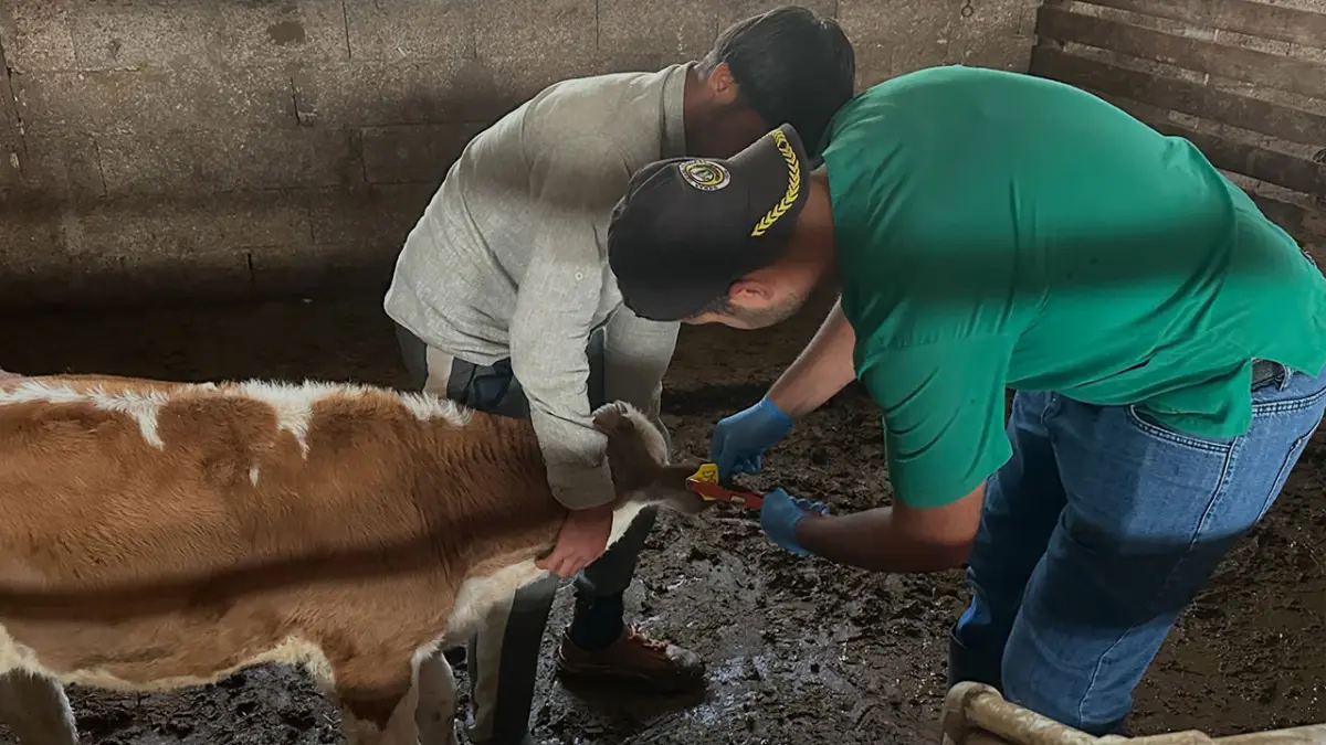 Aydıntepe’de buzağı küpeleme ve aşılama çalışmaları tamamlandı