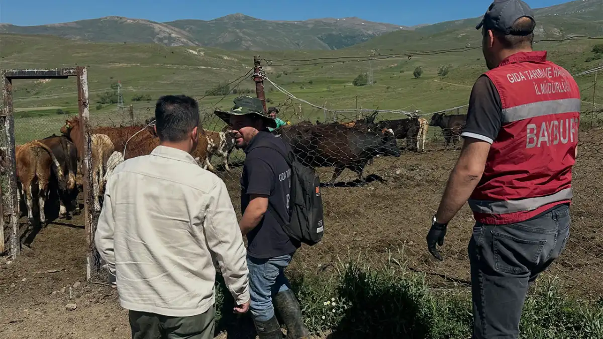 Aydıntepe’de Üreticiye 15 İthal Angus Düve Teslim Edildi
