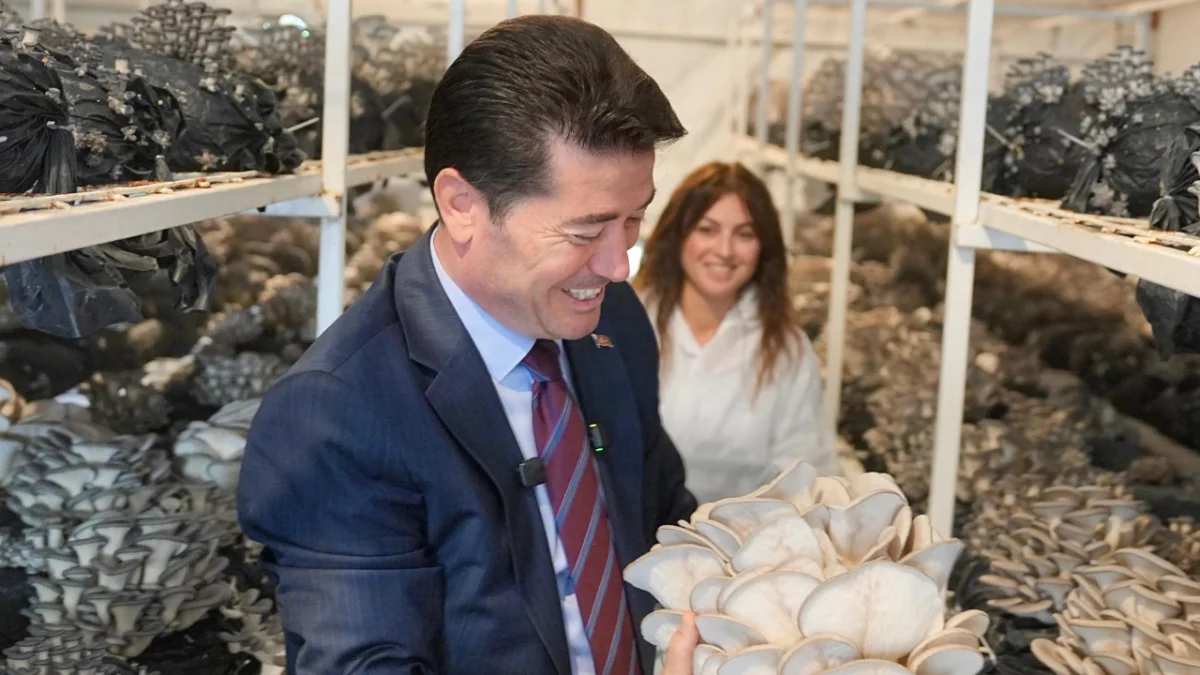Başkan Kaya En Mutlu Köy'de ilk istiridye mantarı hasadına katıldı