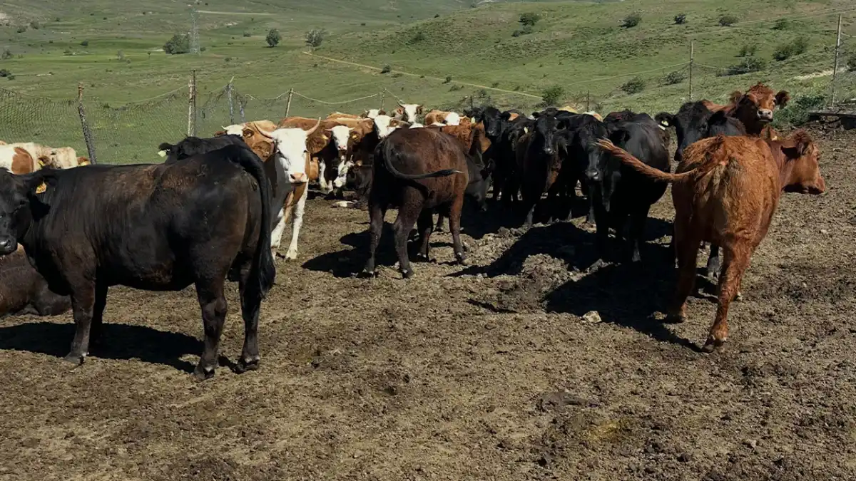 Bayburt Aydıntepe’de ithal sığırlar için sağlık kontrolleri başladı