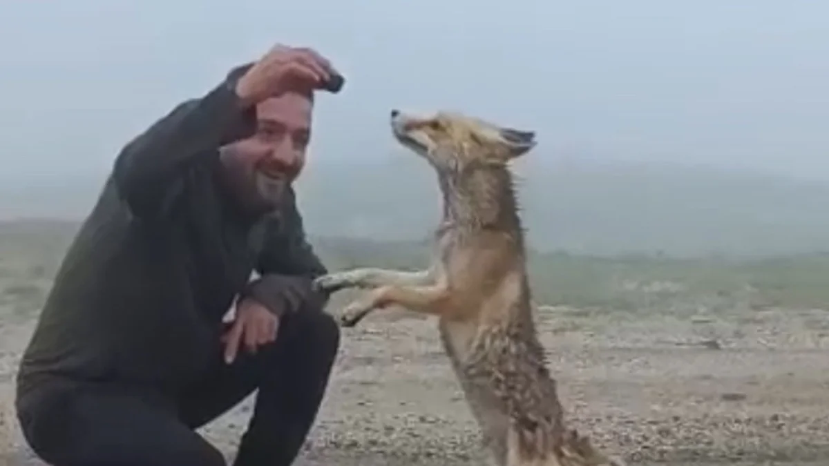 Bayburt'ta tilkiye kek ikram etti! O anlar kameraya yansıdı