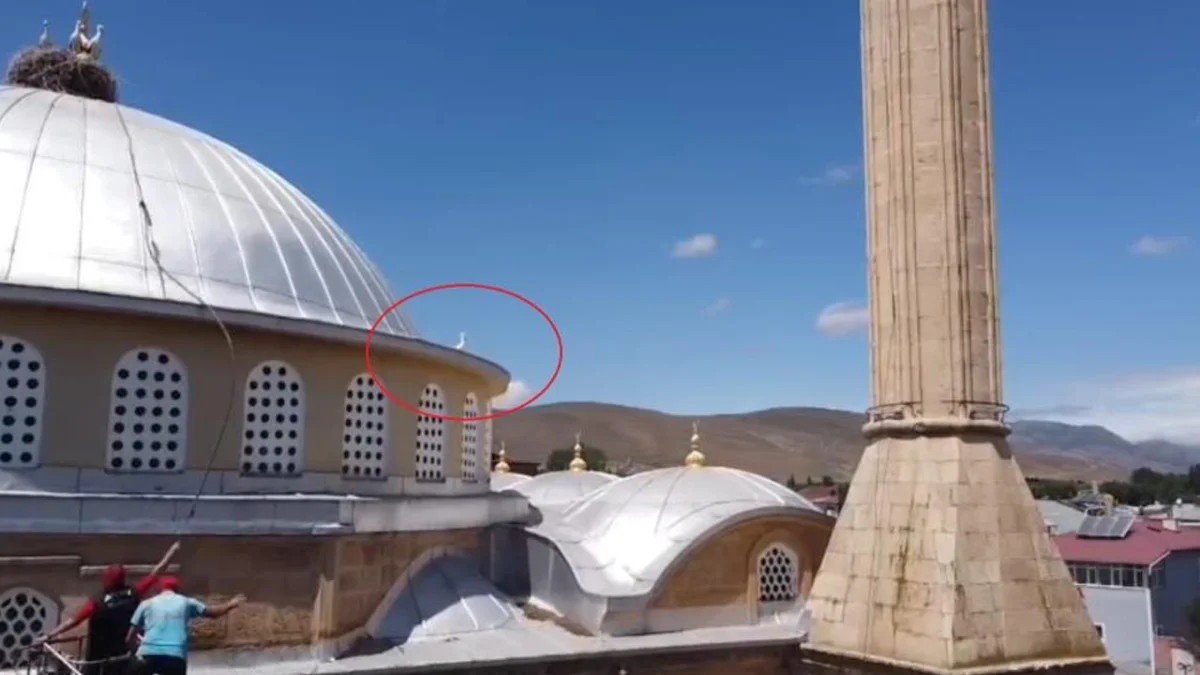 Bayburt'ta yuvasına dönemeyen yavru leylek için ekipler seferber oldu