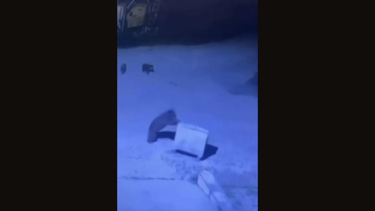 Bölgemizde ayı ailesinin çöp konteynerleriyle oyunu kamerada