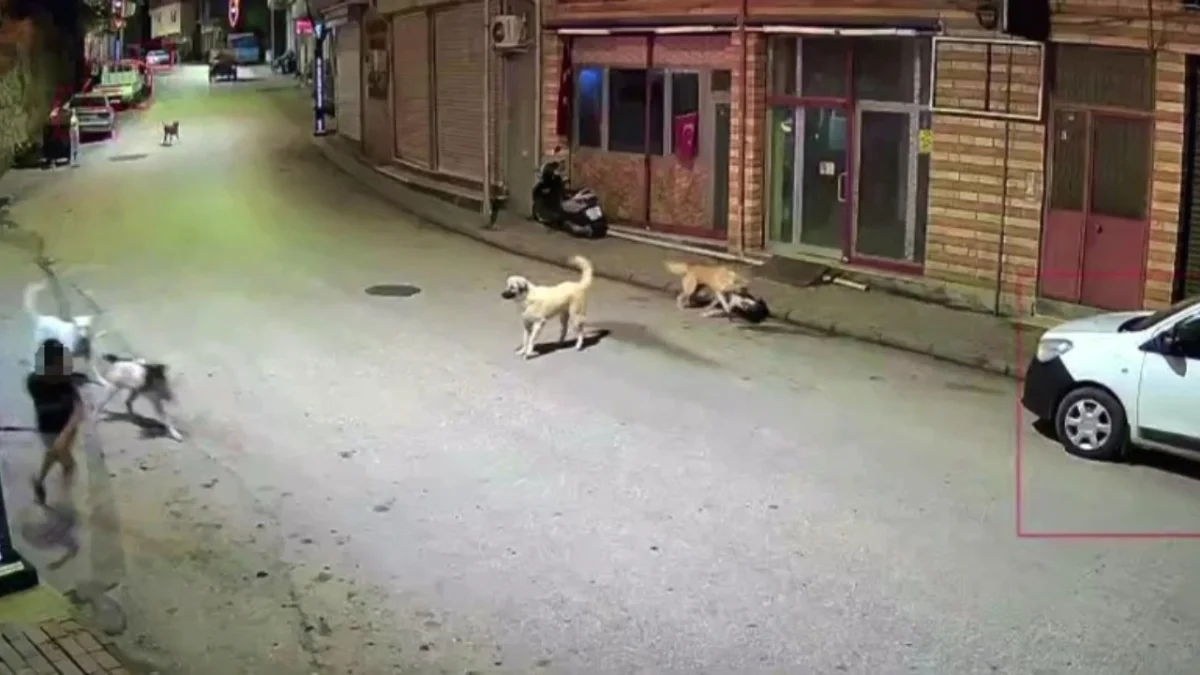 Bölgemizde feci olay! Sahipsiz köpekler çocuğa saldırdı