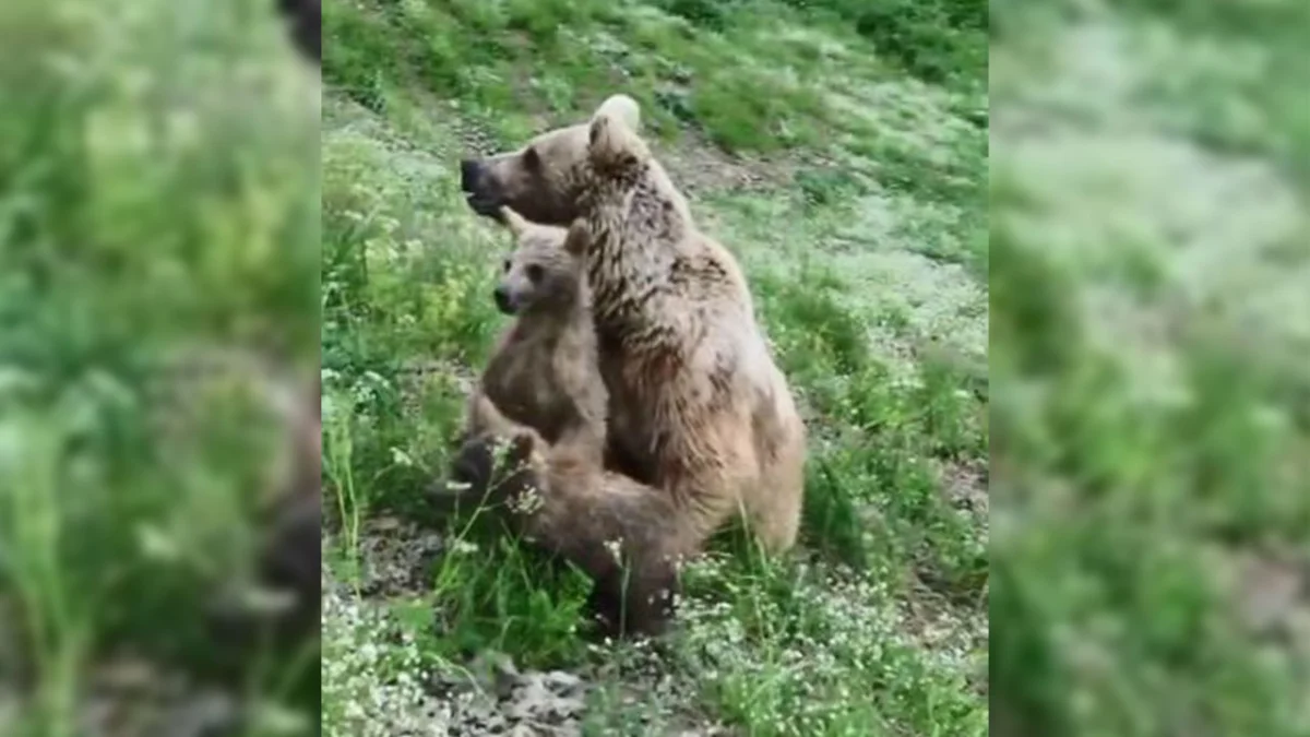 Bölgemizde yavru ayıların oyun anları böyle görüntülendi