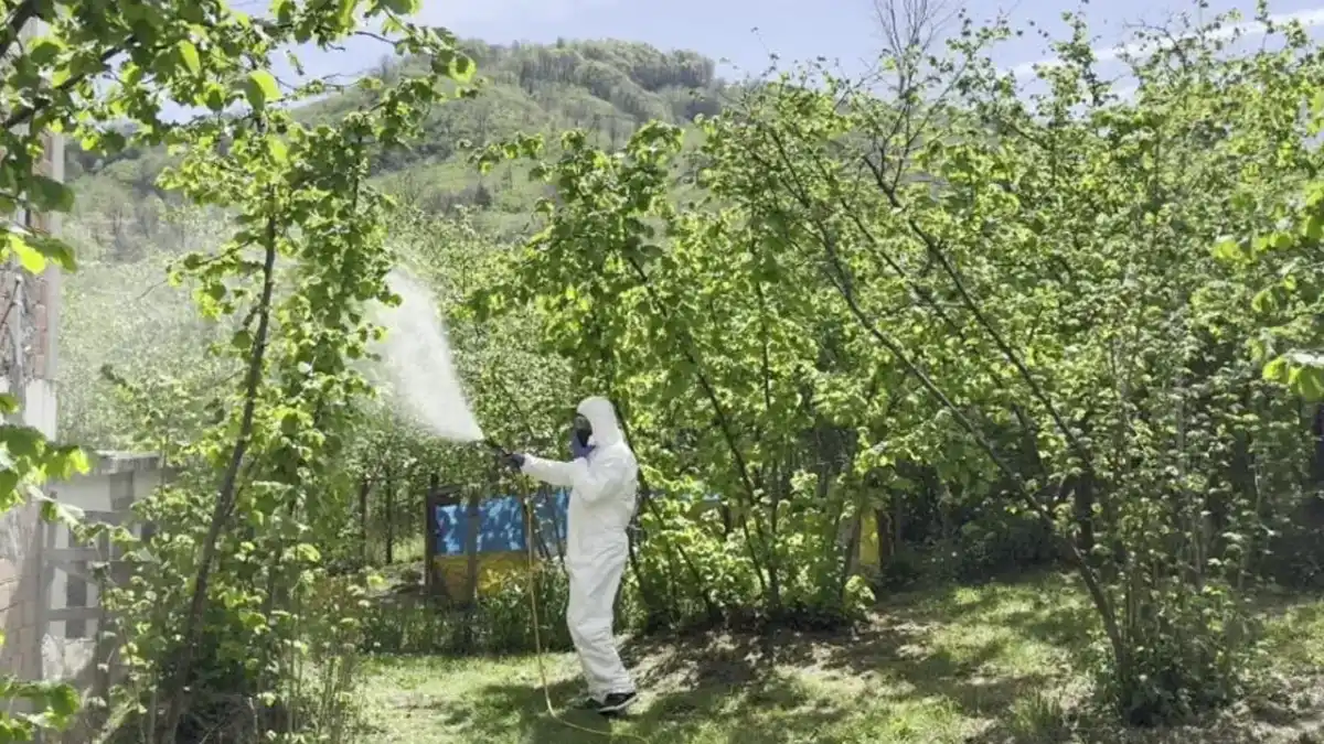 Fındık üreticisine külleme alarmı! Rekolte ve kaliteyi tehdit ediyor