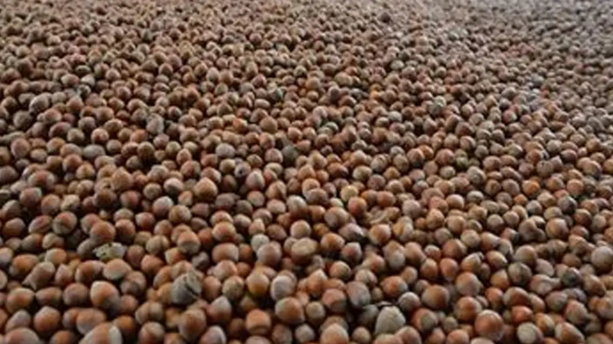 Fındıkta fiyat taban belirsizliği dikkat çekiyor!