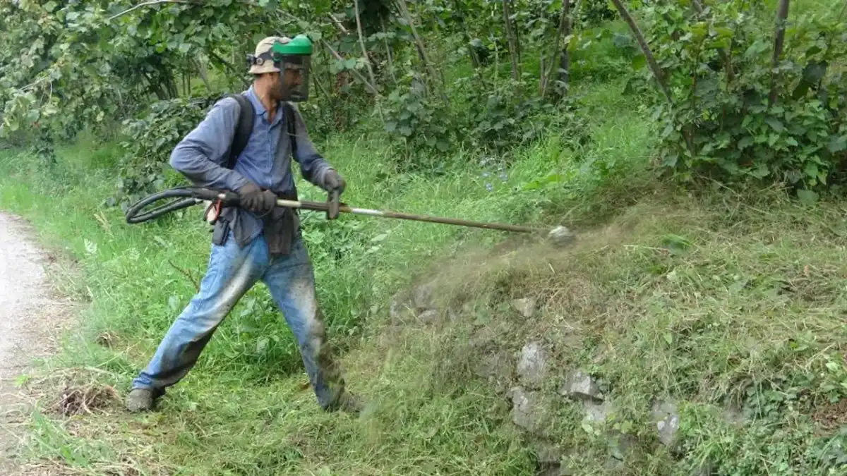 Giresun'da fındık üreticisini yağış vurdu! Ot temizliği maliyeti ikiye katlandı