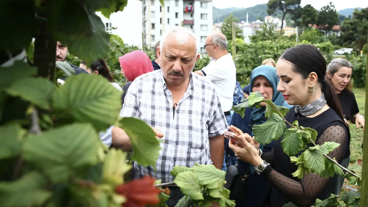 Giresun’da fındıkta yeni dikim sistemleri tarla gününde anlatıldı