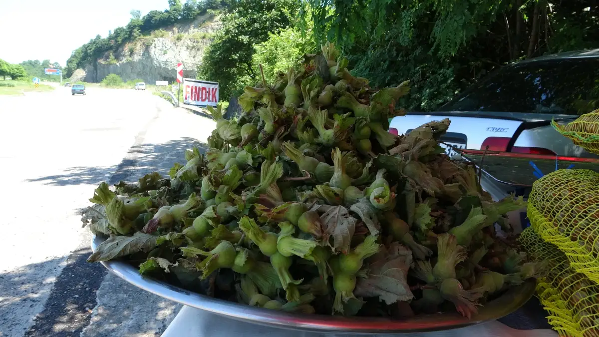 Giresun’da yeni sezonun ilk fındığı tezgâhlarda! Kilosu 200 TL