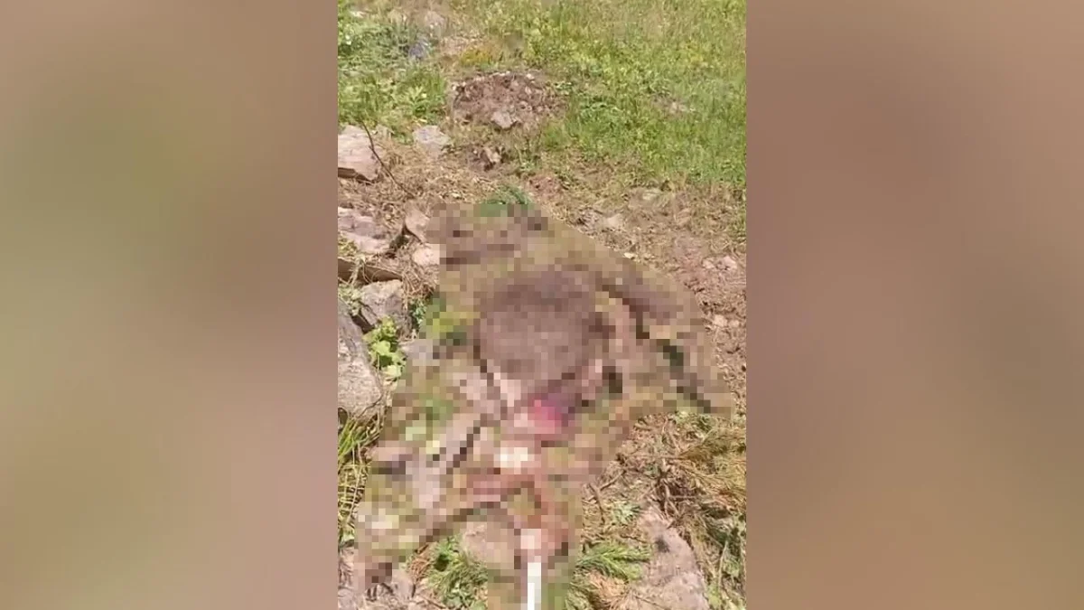 Gümüşhane’de 2 gündür aranan inek parçalanmış halde bulundu