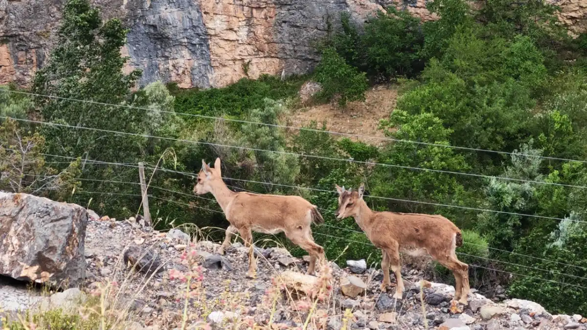 Gümüşhane’de yavru yaban keçilerinin kayalıklardaki oyunu görüntülendi