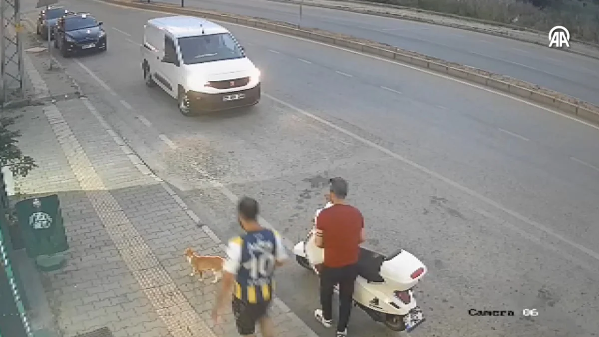 Kediye tekme atan şahsa çevredeki vatandaşlar sert tepki gösterdi