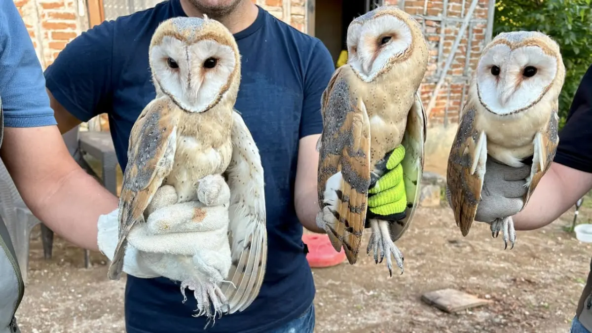 Ordu'da çatıda bulunan 3 peçeli baykuş doğaya bırakıldı
