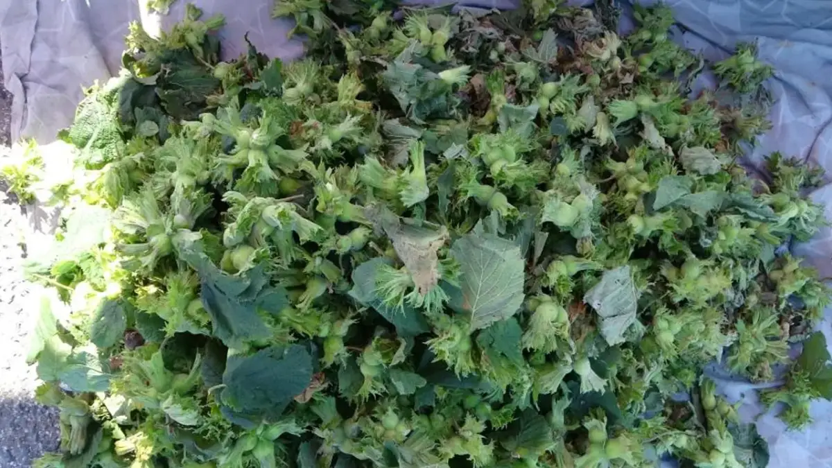 Ordu’da taze fındık tezgaha çıktı! Kilogramı 200 liradan satılıyor