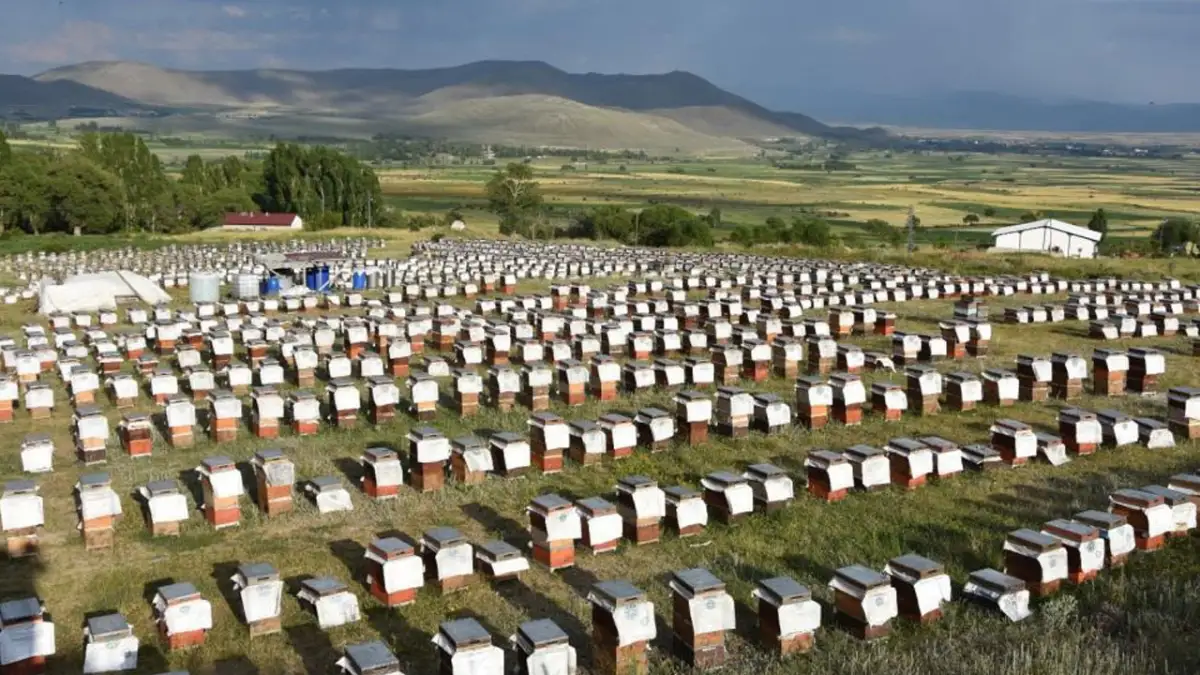 Ordulu arıcılardan ekonomiye 7 milyar TL'lik katkı