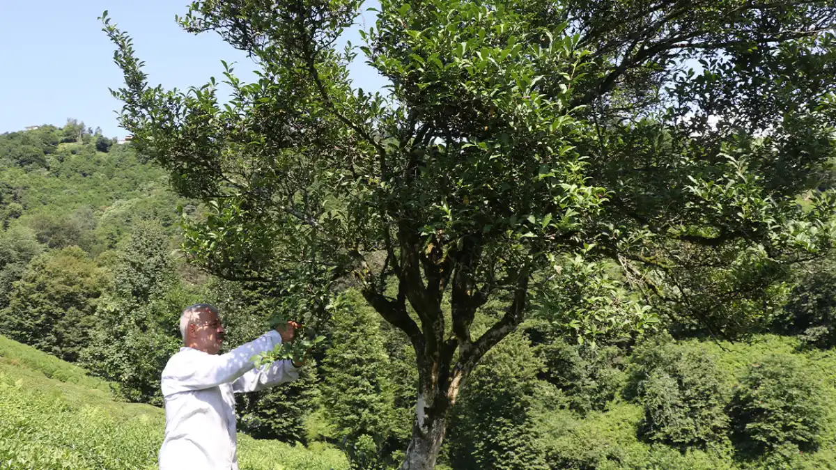 Rize’de 70 yıldır budanmayan çay ağacı ilgi odağı oldu