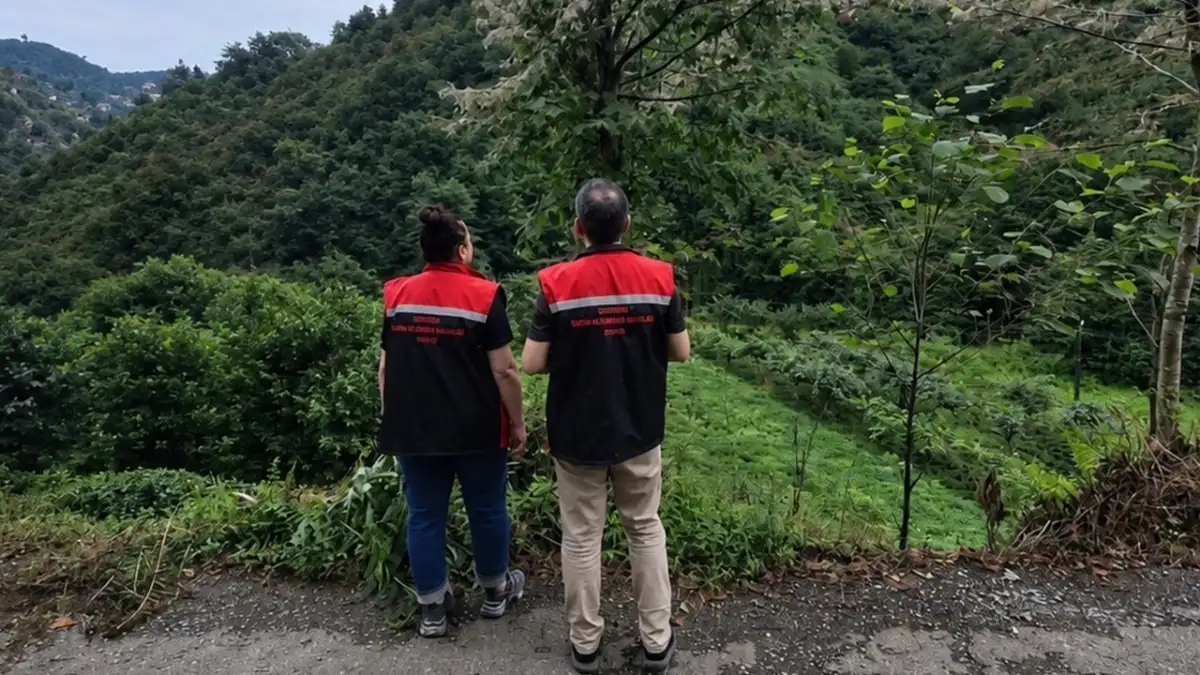 Rize'de Amerikan beyaz kelebeği alarmı! Mekanik mücadele başlıyor