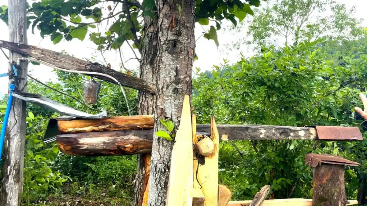 Rize’de ayılara karşı atadan kalma çözüm: Carimangana nöbette