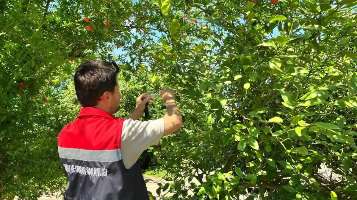 Rize'de kahverengi kokarcaya karşı samuray arısı seferberliği
