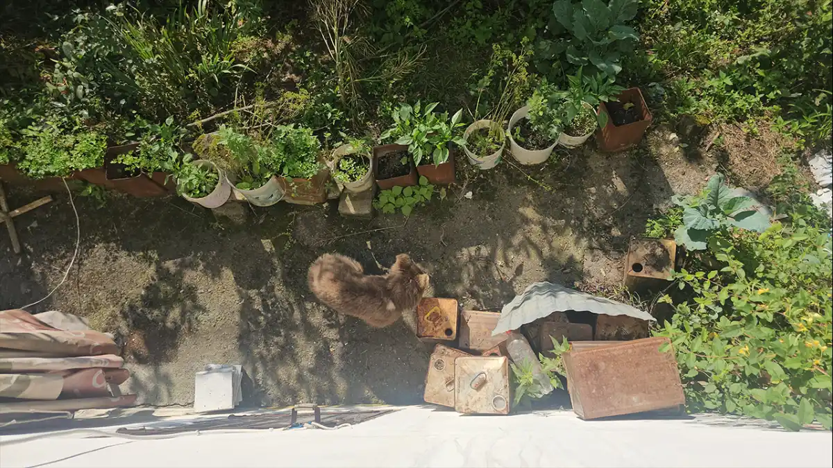 Rize'de sevimli misafir! Bahçeye gelen ayı yavrusu yiyeceğini alıp gidiyor