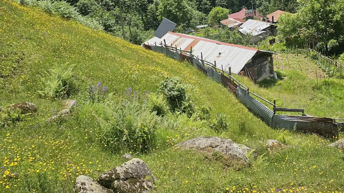 Rize'deki Ayder Yaylası yazın renk cümbüşüne büründü