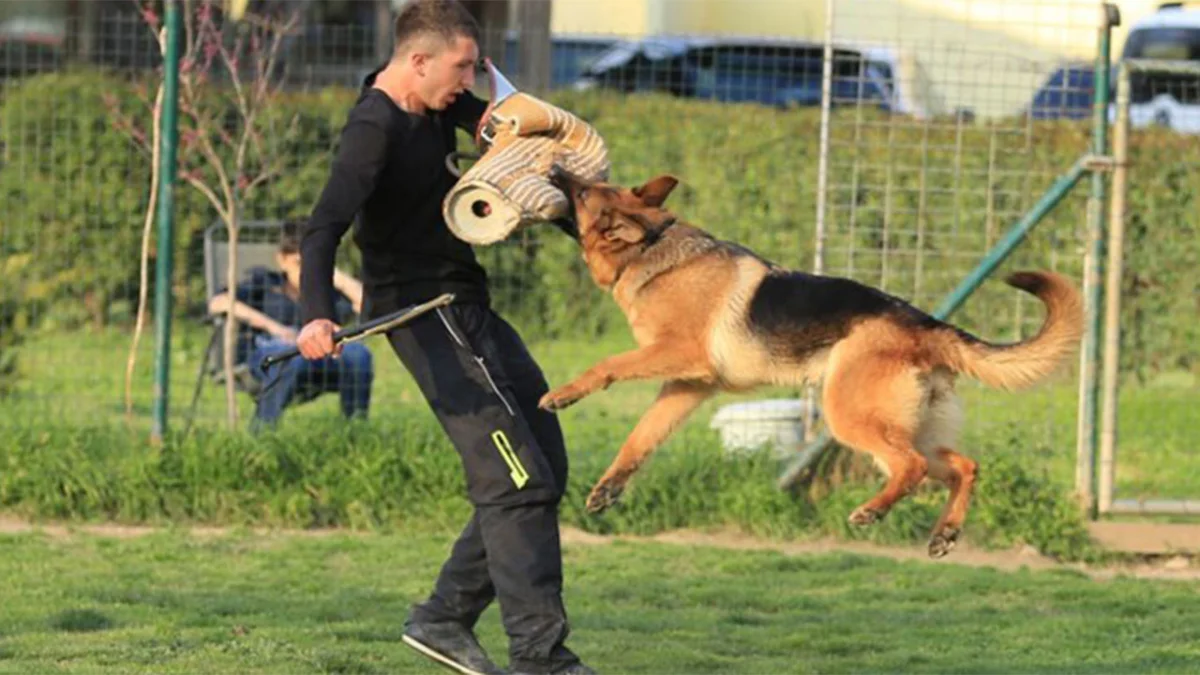 Trabzon’a özel eğitimli köpekler için yeni bir proje
