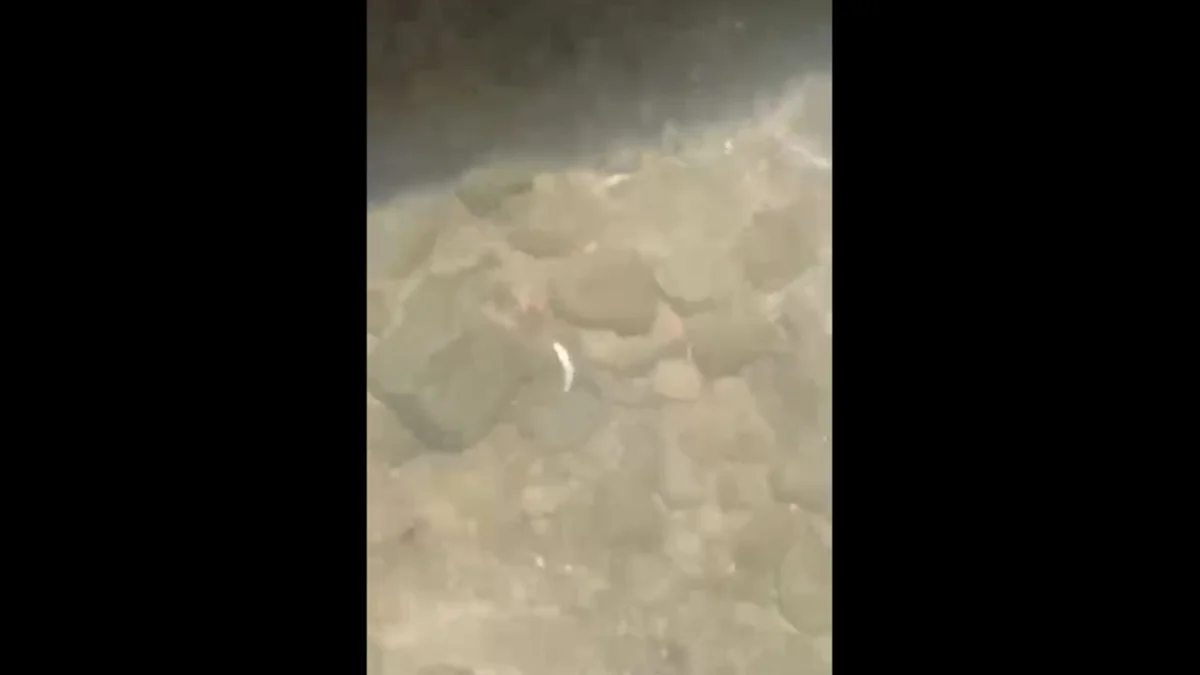 Trabzon’da balık ölümleri paniği! Çevre sakinlerinden katı atık tesisi iddiası