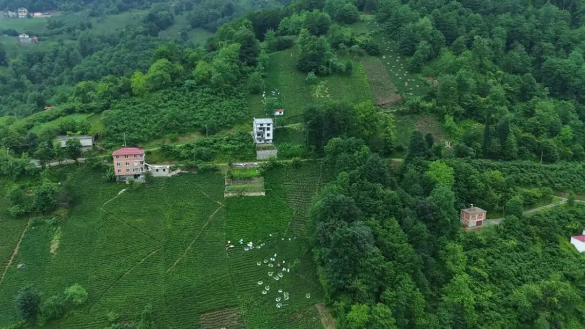 Trabzon'da çay hasadı tüm hızıyla sürüyor! Zorlu mesai başladı