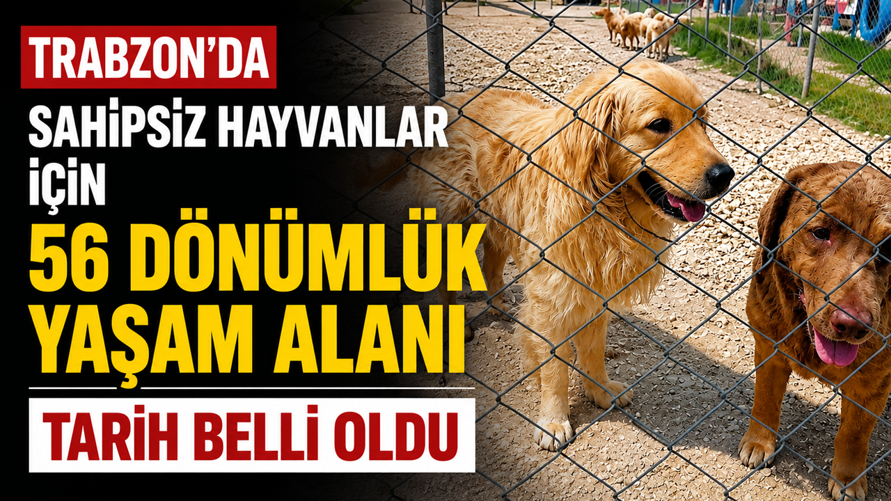 Trabzon'da sahipsiz hayvanlar için 56 dönümlük yaşam alanı! Tarih belli oldu